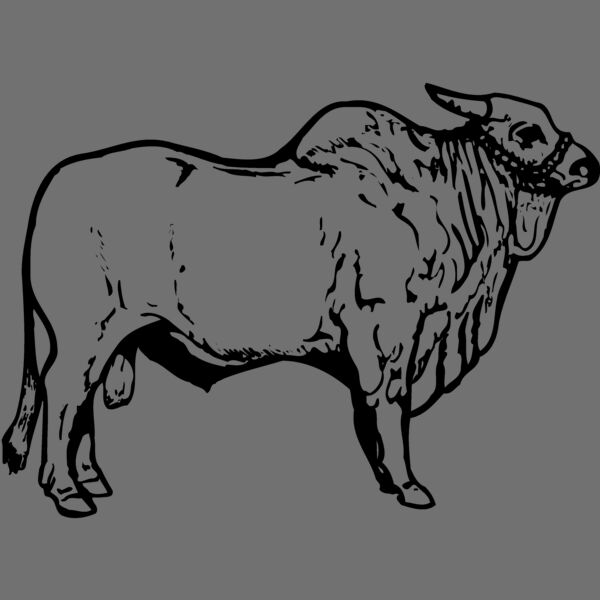 COW018 Thumbnail