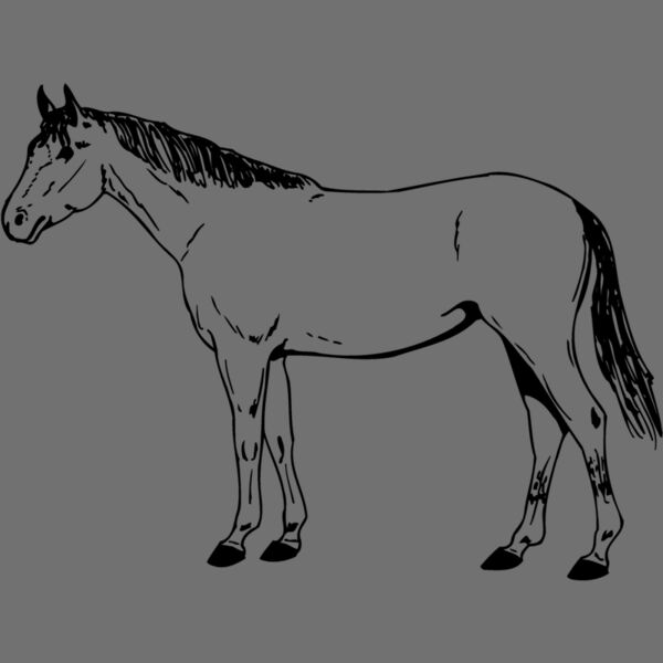 HORSE024 Thumbnail