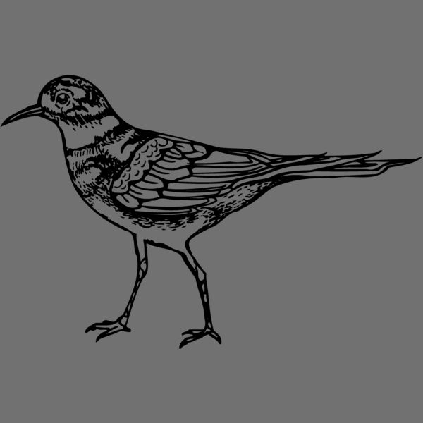 BIRD007 Thumbnail