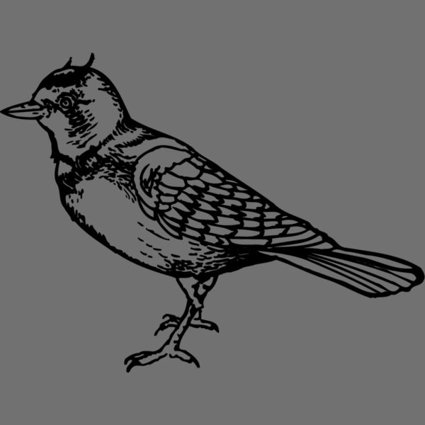 BIRD021 Thumbnail