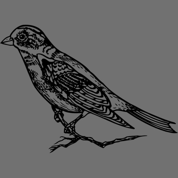 BIRD027 Thumbnail