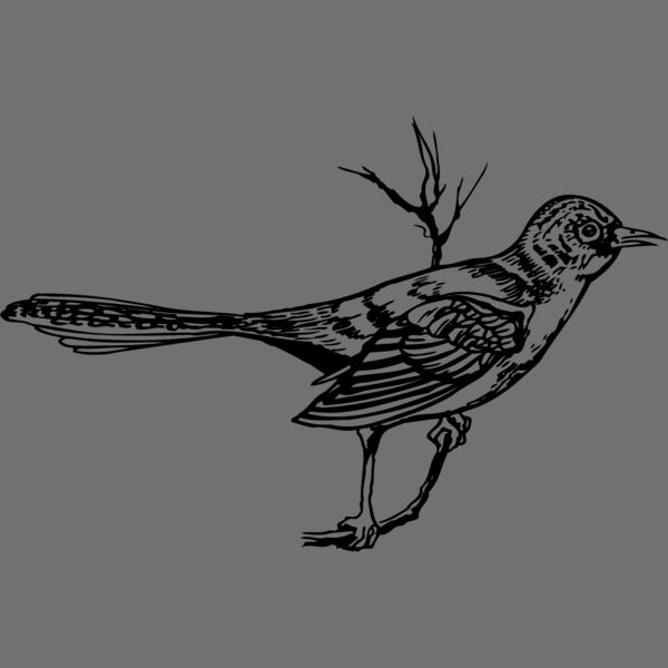 BIRD028 Thumbnail