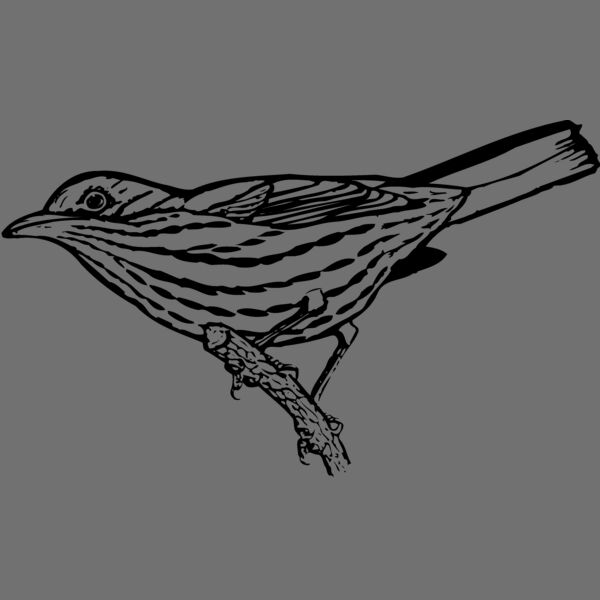 BIRD029 Thumbnail