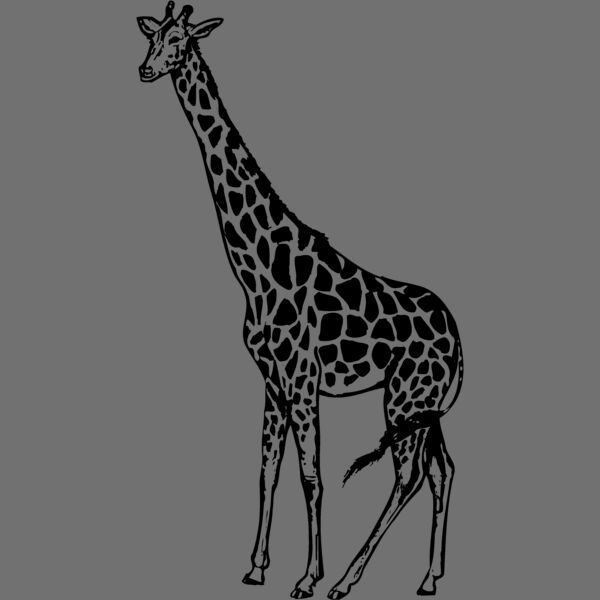 GIRAFF01 Thumbnail