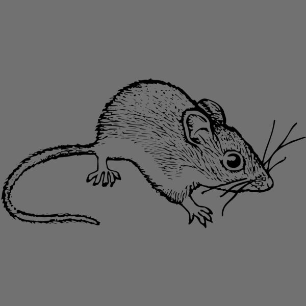 MOUSE005 Thumbnail